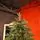 Alpine Christmas Tree PE 180 CM Green - საახალწლო ნაძვის ხე, 100 % სილიკონი, 9 image