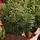 Lamelia Christmas Tree PE+PVC 240CM With Mixed Silicone Needle - ნაძვის ხე შერეული სილიკონის წიწვებით, 16 image