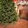 Carpathian Christmas Tree Light Green Tips 230CM PVC + PE  ნაძვის ხე შერეული სილიკონის წიწვებით, 4 image