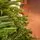 Evergreen Charm Christmas Tree 210 CM 100% Silicone - ნაძვის ხე 100 % სილიკონი, 7 image