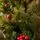 Winter Pearl Christmas Tree 210 CM With Pine Cones And Berries - ნაძვის ხე გირჩით და კენკრით, 14 image