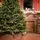 Carpathian Christmas Tree Light Green Tips 230CM PVC + PE  ნაძვის ხე შერეული სილიკონის წიწვებით, 5 image