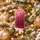 Christmas Popsicle Hanging Decoration - ნაძვის ხის სათამაშო