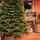 Ukrainian Prime Christmas Tree 100 % Silicone Needle 250 CM - ნაძვის ხე 100% სილიკონი, 6 image