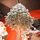 Premium Snow-Covered Christmas Tree PE 200 CM - ნაძვის ხე 100% სილიკონი, 9 image
