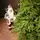 Champagne Pine Christmas Tree 210 CM  ნაძვის ხე 100 % სილიკონი, 7 image