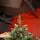 Holandiia Christmas Tree With Blue Tips PE 210 CM საახალწლო ნაძვის ხე, 100% სილიკონი, 3 image