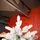 Roselle Snow-Covered Christmas Tree  PE+PVC 210 CM  - დათოვლილი ნაძვის ხე შერეული სილიკონის წიწვებით, 3 image