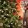 Winterwood Christmas Tree 210 CM With Pine Cones And Berries - ნაძვის ხე დათოვლილი ბოლოებით, გირჩით და კენკრით, 15 image