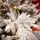 Celestine Snow-Covred Christmas Tree PE+PVC 210 CM With Mixed Silicone Needle And Lights - დათოვლილი ნაძვის ხე შერეული სილიკონის წიწვებით და განათებით, 9 image