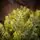 Holandiia Christmas Tree With Olive Tips PE 250 CM საახალწლო ნაძვის ხე, 100% სილიკონი, 10 image