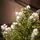 Frostmere Christmas Tree 180 CM With Pine Cones And Berries - ნაძვის ხე დათოვლილი ბოლოებით, გირჩით და კენკრით, 10 image