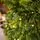 Pearl Evergreen Christmas Tree 180 CM 100% Silicone With Lights - ნაძვის ხე 100% სილიკონი, განათებით, 7 image