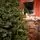 Royal Christmas Tree With Lights PE 250 CM - ნაძვის ხე 100% სილიკონის წიწვებით, 7 image
