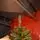 Jasmine Green Christmas Tree PE + PVC 220CM With Olive Tips And Mixed Silicone Needle - ნაძვის ხე შერეული სილიკონის წიწვებით, 3 image