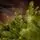 Snowspire Christmas Tree PE+PVC 210 CM  With Mixed Silicone Needle - ნაძვის ხე შერეული სილიკონის წიწვებით, 13 image
