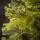 Holandiia Christmas Tree With Olive Tips PE 250 CM საახალწლო ნაძვის ხე, 100% სილიკონი, 8 image
