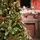 Frostmere Christmas Tree 180 CM With Pine Cones And Berries - ნაძვის ხე დათოვლილი ბოლოებით, გირჩით და კენკრით, 5 image