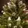 Solenne Christmas Tree 240 CM With Pine Cones And Berries - ნაძვის ხე დათოვლილი ბოლოებით, გირჩით და კენკრით, 9 image