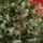Holandiia Christmas Tree With Blue Tips PE 210 CM საახალწლო ნაძვის ხე, 100% სილიკონი, 14 image