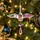 Aurora Swan Grace Hanging Decoration - ნაძვის ხის სათამაშო, 3 image