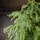 Pinecrest Christmas Tree PE 210 CM  - ნაძვის ხე 100% სილიკონი, 8 image