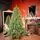 Pinecrest Christmas Tree PE 210 CM  - ნაძვის ხე 100% სილიკონი
