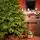 Champagne Pine Christmas Tree 210 CM  ნაძვის ხე 100 % სილიკონი, 5 image