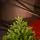 Champagne Pine Christmas Tree 210 CM  ნაძვის ხე 100 % სილიკონი, 12 image