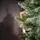 Holandiia Christmas Tree With Blue Tips PE 210 CM საახალწლო ნაძვის ხე, 100% სილიკონი, 11 image
