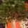 Premium Christmas Tree PE 200 CM ნაძვის ხე 100% სილიკონი, 19 image