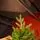 Champagne Pine Christmas Tree 210 CM  ნაძვის ხე 100 % სილიკონი, 3 image