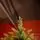 Christmas Tree 100% Silicone PE 240 CM  - ნაძვის ხე 100% სილიკონი, 3 image
