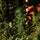 Winterwood Christmas Tree 210 CM With Pine Cones And Berries - ნაძვის ხე დათოვლილი ბოლოებით, გირჩით და კენკრით, 16 image
