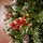 Winterwood Christmas Tree 210 CM With Pine Cones And Berries - ნაძვის ხე დათოვლილი ბოლოებით, გირჩით და კენკრით, 8 image