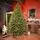 Holandiia Christmas Tree With Olive Tips PE 250 CM საახალწლო ნაძვის ხე, 100% სილიკონი