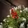 Solenne Christmas Tree 240 CM With Pine Cones And Berries - ნაძვის ხე დათოვლილი ბოლოებით, გირჩით და კენკრით, 13 image
