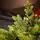 Pearl Evergreen Christmas Tree 180 CM 100% Silicone With Lights - ნაძვის ხე 100% სილიკონი, განათებით, 6 image