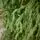 Pinecrest Christmas Tree PE 210 CM  - ნაძვის ხე 100% სილიკონი, 10 image
