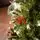 Frostmere Christmas Tree 180 CM With Pine Cones And Berries - ნაძვის ხე დათოვლილი ბოლოებით, გირჩით და კენკრით, 9 image