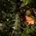 Solenne Christmas Tree 240 CM With Pine Cones And Berries - ნაძვის ხე დათოვლილი ბოლოებით, გირჩით და კენკრით, 17 image