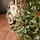 Winterwood Christmas Tree 210 CM With Pine Cones And Berries - ნაძვის ხე დათოვლილი ბოლოებით, გირჩით და კენკრით, 5 image