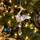 Aurora Swan Grace Hanging Decoration - ნაძვის ხის სათამაშო, 2 image