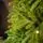 Champagne Pine Christmas Tree 210 CM  ნაძვის ხე 100 % სილიკონი, 6 image