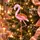 Aurora Pink Flamingo Hanging Decoration - ნაძვის ხის სათამაშო, 2 image