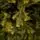 Holandiia Christmas Tree With Olive Tips PE 250 CM საახალწლო ნაძვის ხე, 100% სილიკონი, 9 image