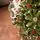 Frostmere Christmas Tree 180 CM With Pine Cones And Berries - ნაძვის ხე დათოვლილი ბოლოებით, გირჩით და კენკრით, 6 image