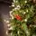 Solenne Christmas Tree 240 CM With Pine Cones And Berries - ნაძვის ხე დათოვლილი ბოლოებით, გირჩით და კენკრით, 8 image