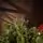 Royal Christmas Tree With Lights PE 250 CM - ნაძვის ხე 100% სილიკონის წიწვებით, 3 image