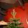 Premium Christmas Tree PE 200 CM ნაძვის ხე 100% სილიკონი, 3 image